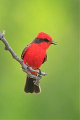 Vermilion Flycatcher